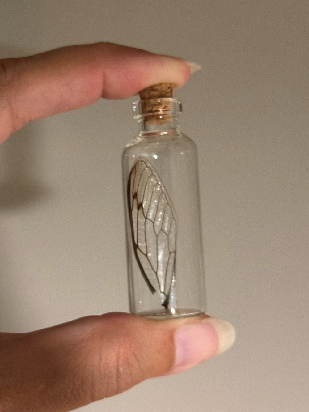 Oddities and Curiosities - preserved cicada / fairy wing in jar